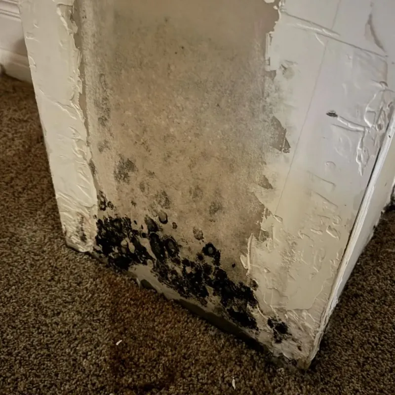 Professional Mold Removal in Newberry County, SC